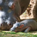 Le bébé hippopotame est né mardi au zoo de Bâle. Ses parents étaient déjà devenus parents d'une femelle, en 2021 Zoo de Bâle